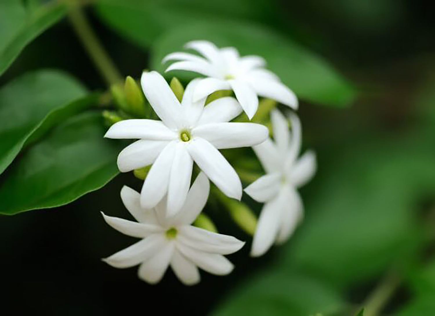 Jasmine Collection