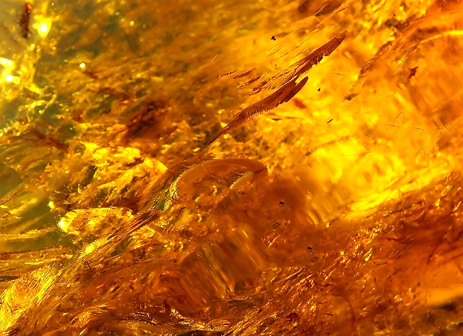 Amber Collection
