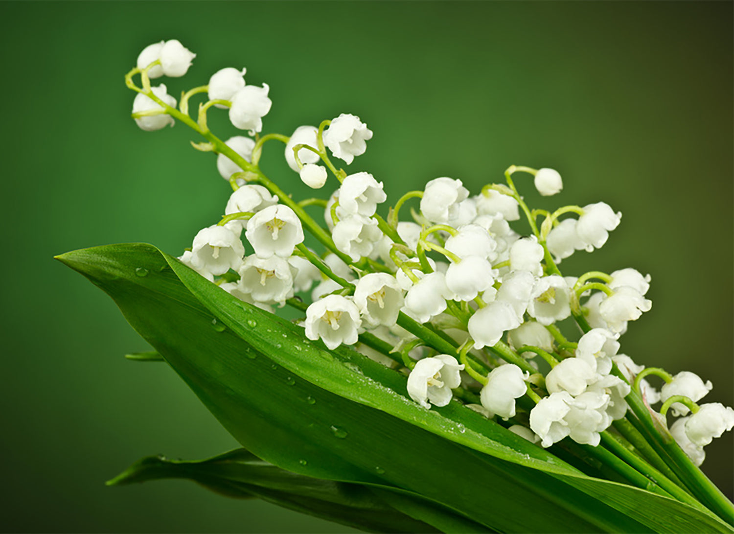 Muguet Collection