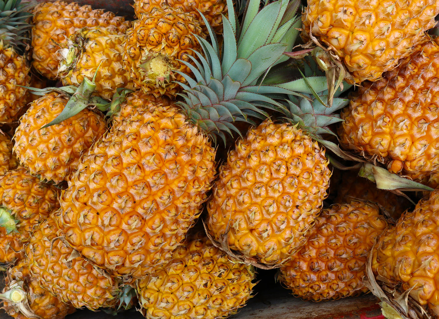 Fruit Collection