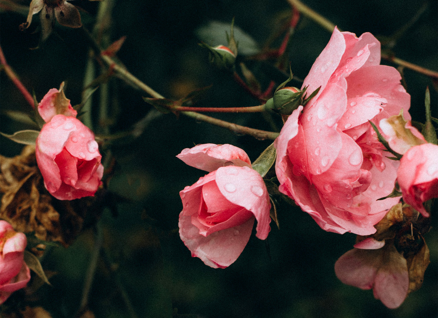 Rose Collection