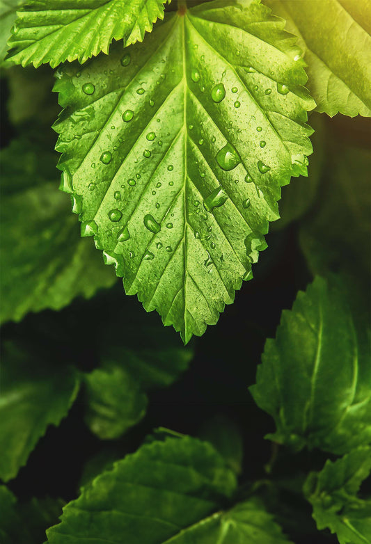 Patchouli Light Aceh PA38