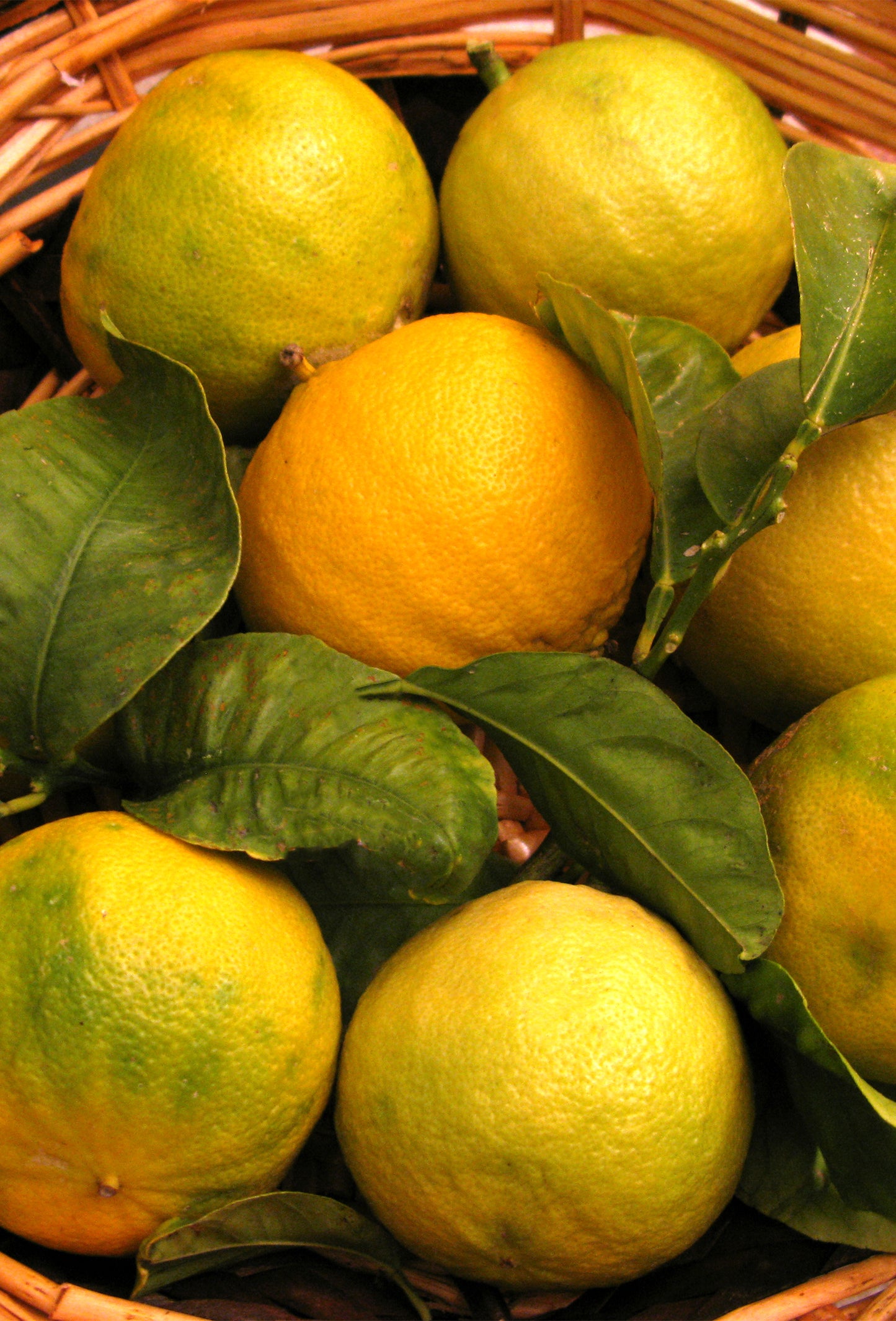 Bergamot “Superior” Oil, FCF