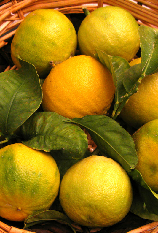 Bergamot “Superior” Oil, FCF