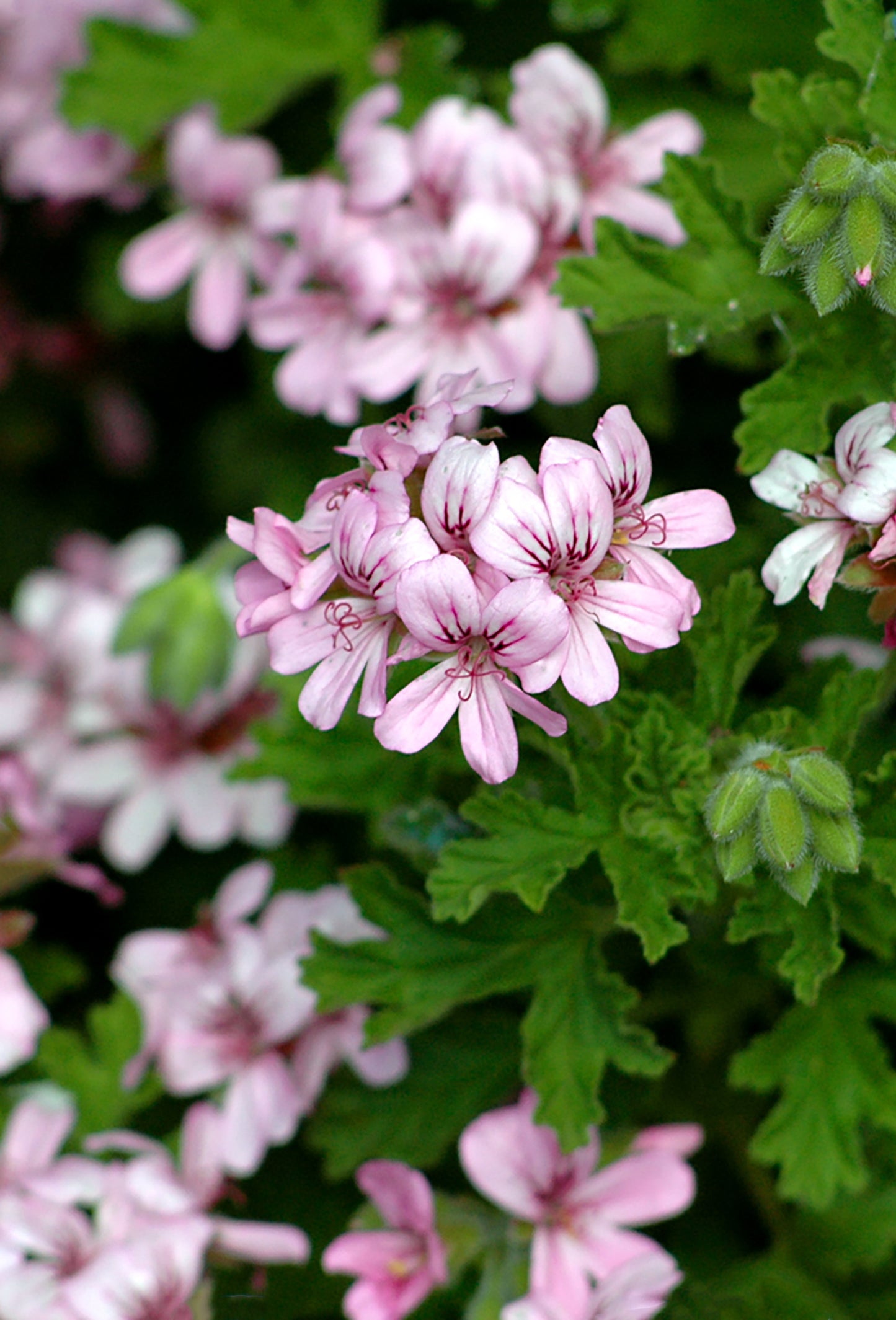 Geranium Bourbon “Supreme” Oil