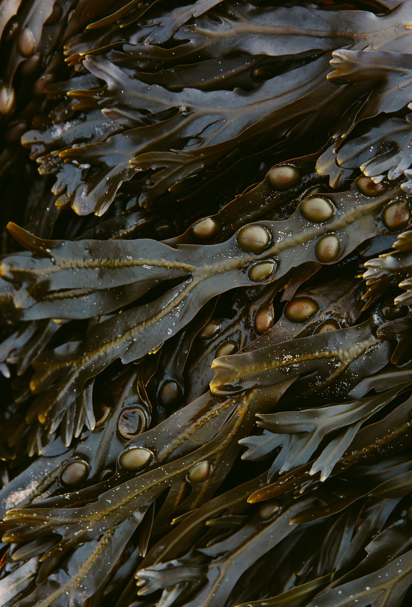 Seaweed Fucus Absolute