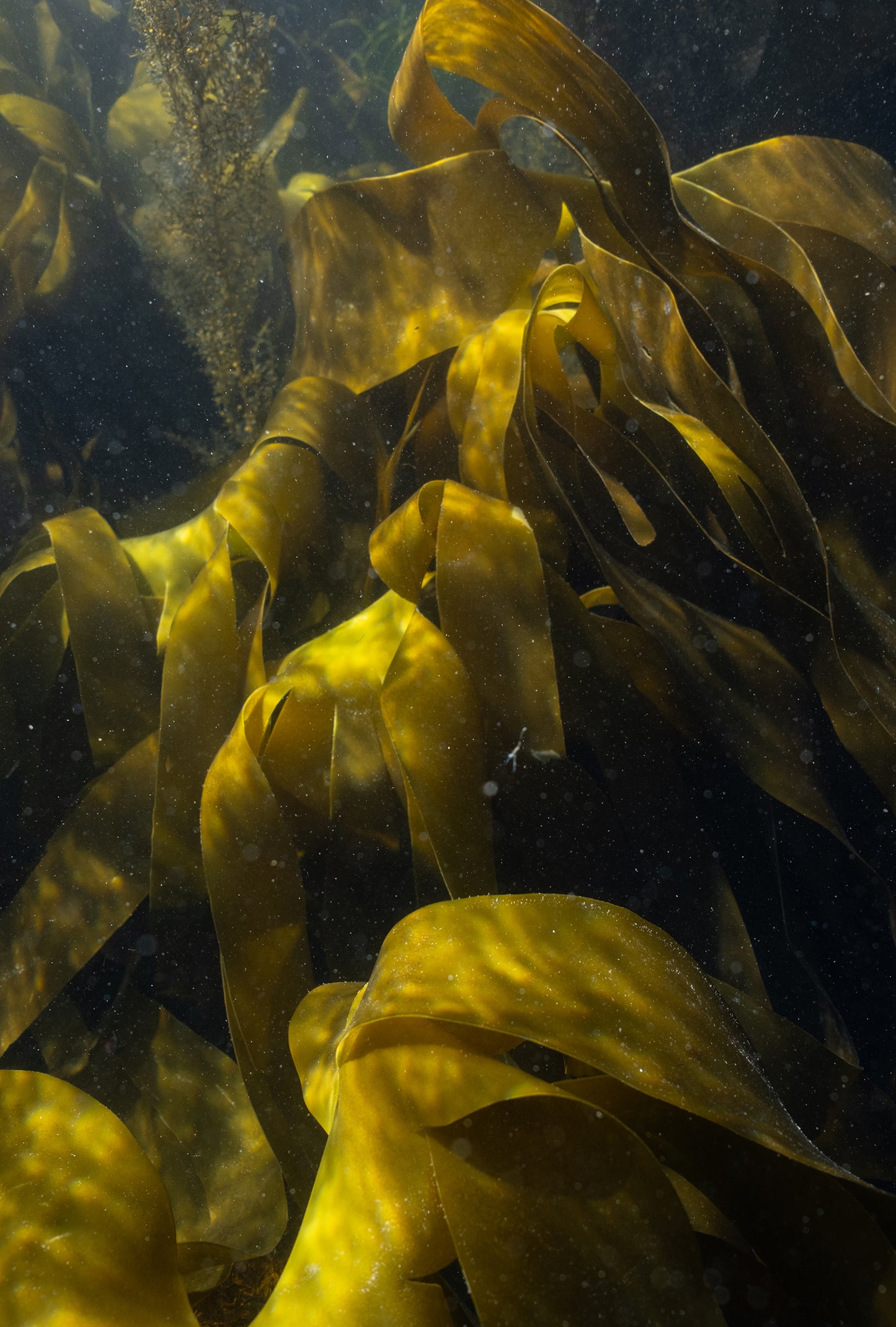 Seaweed Laminaria Absolute