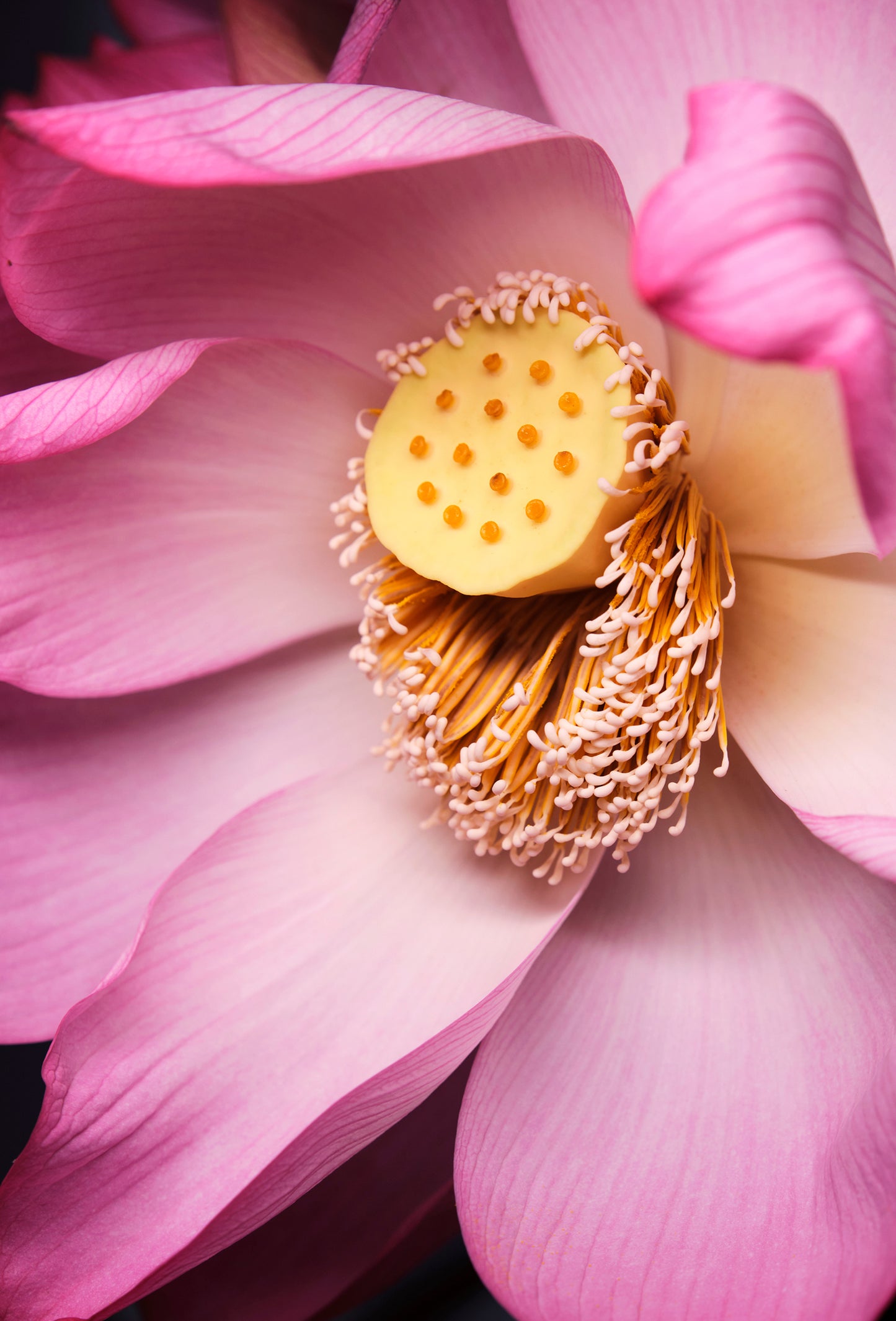 Pink Lotus Absolute