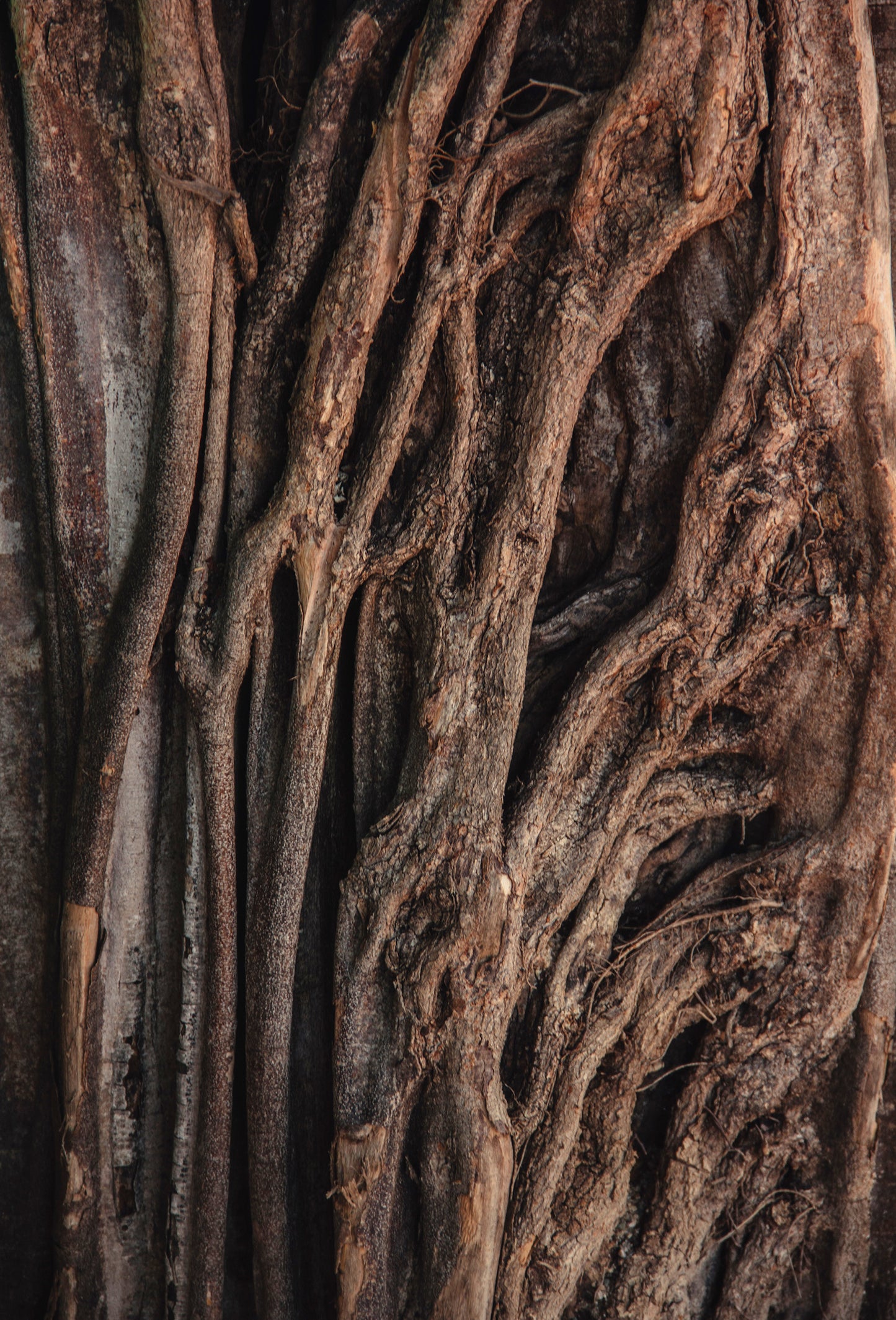 Sandalwood 77125 B