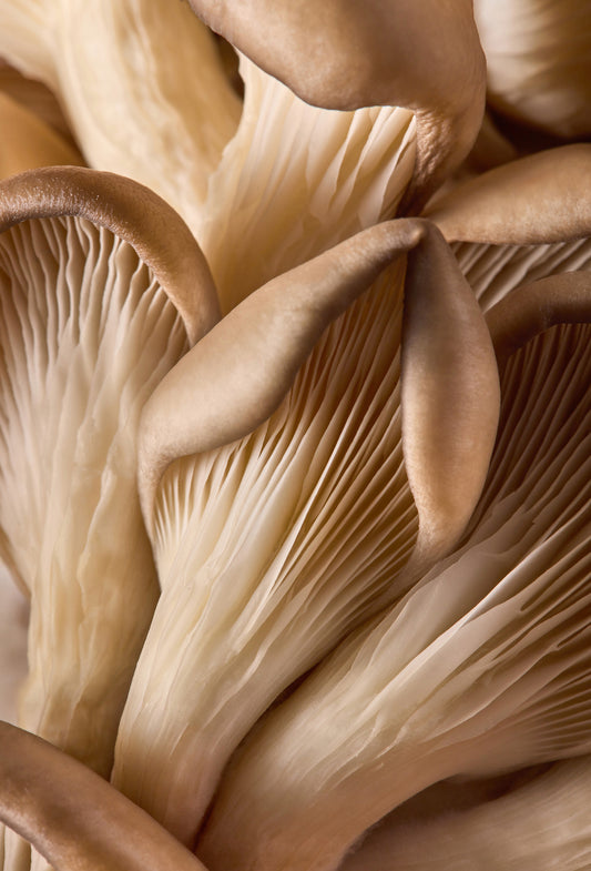 Mushroom Abs, Deco