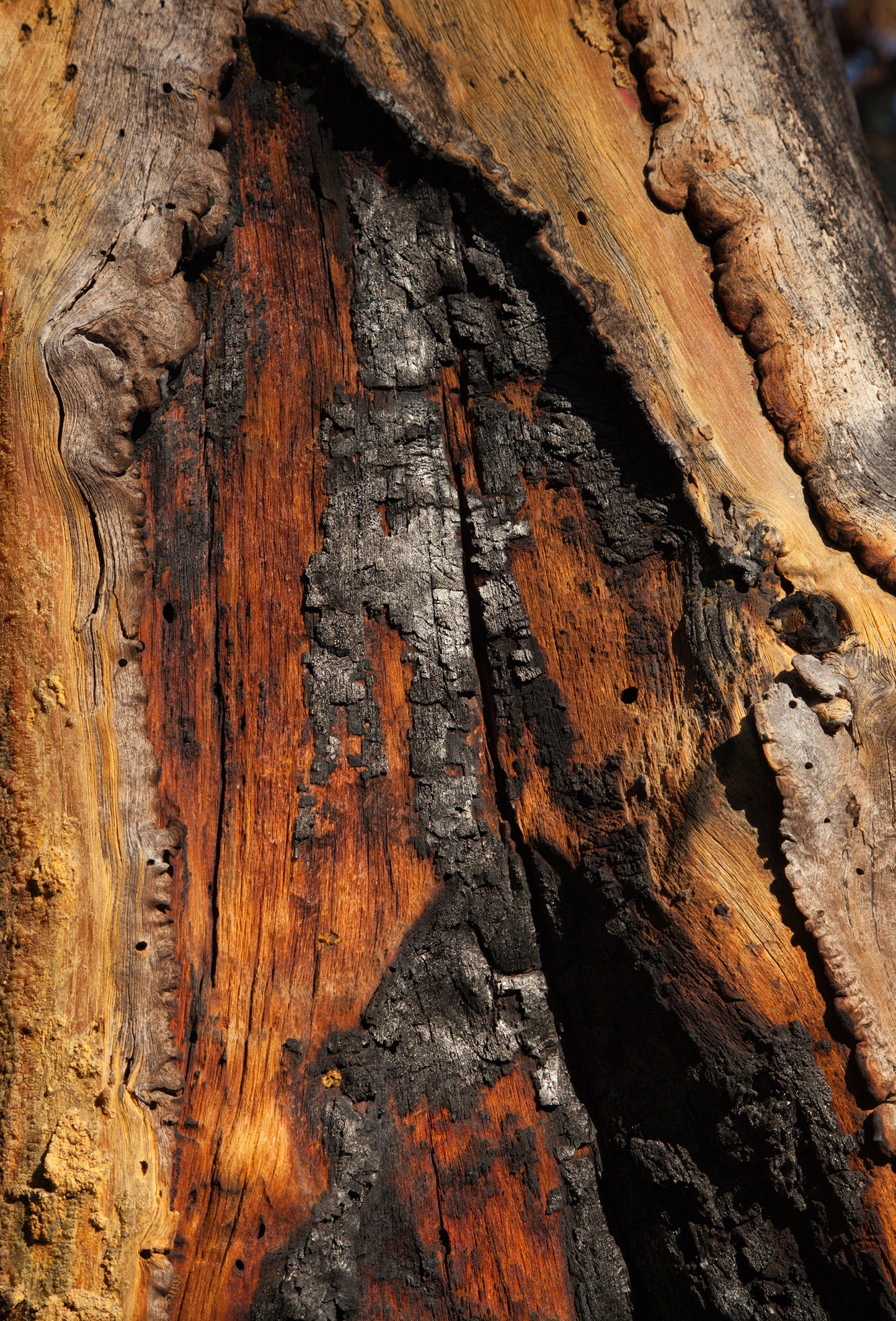 Oud Oil, Vietnam
