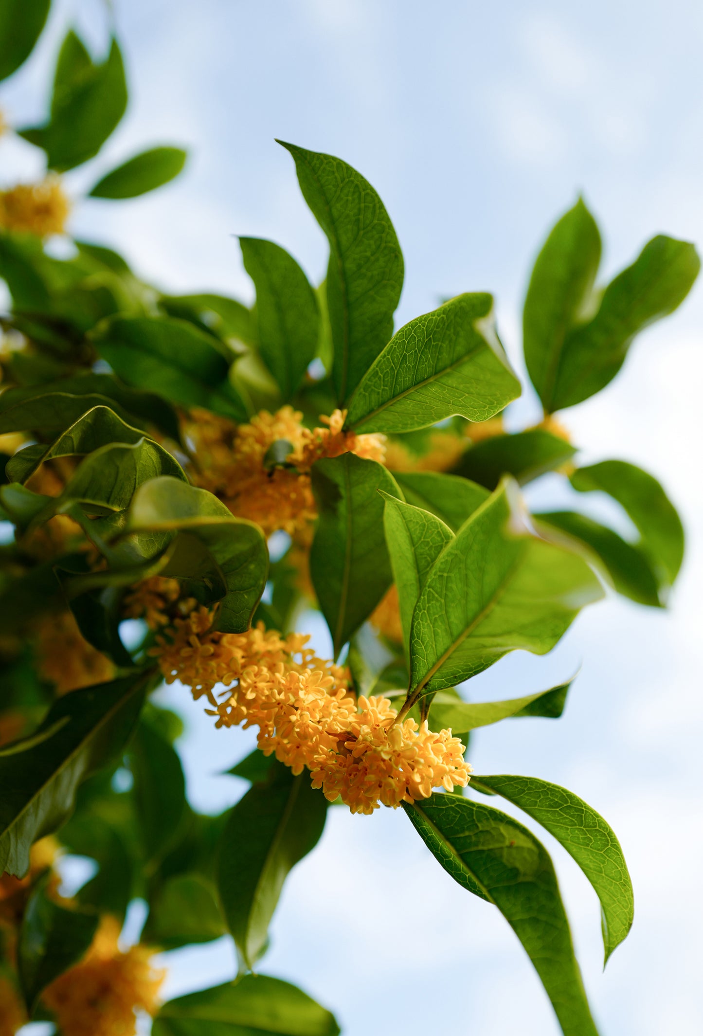Osmanthus Heart