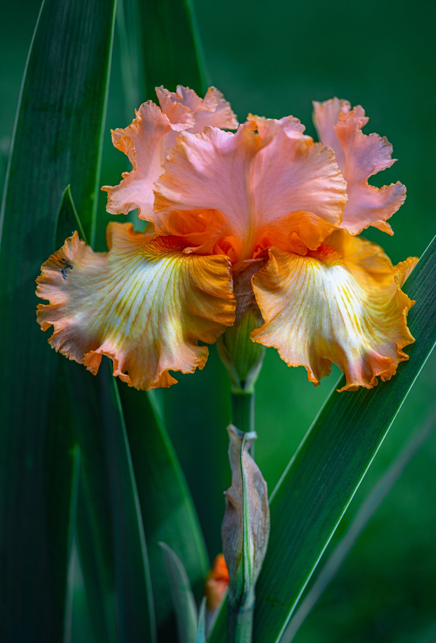 Iris Nitrile