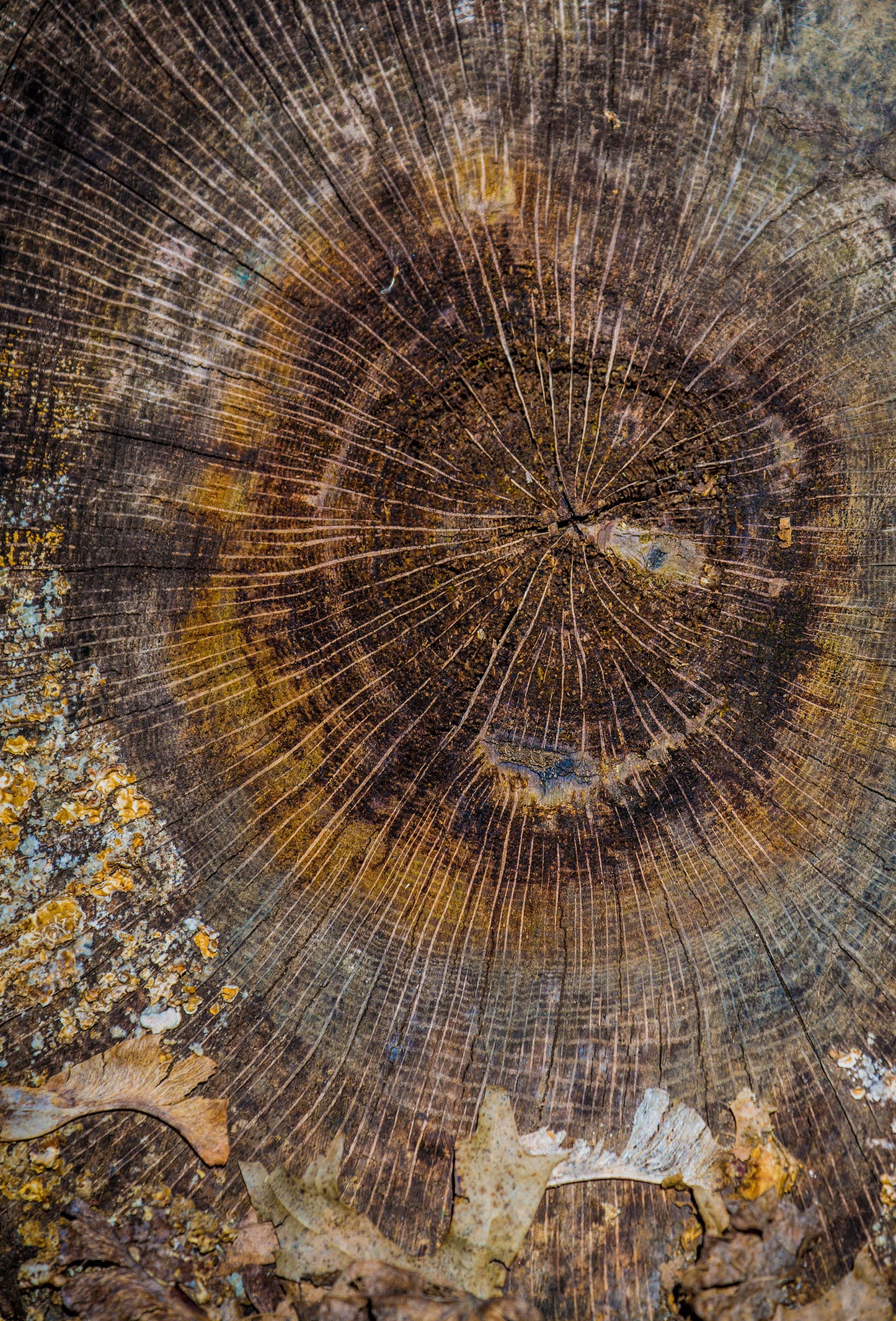 Sandalwood Oil, Australia