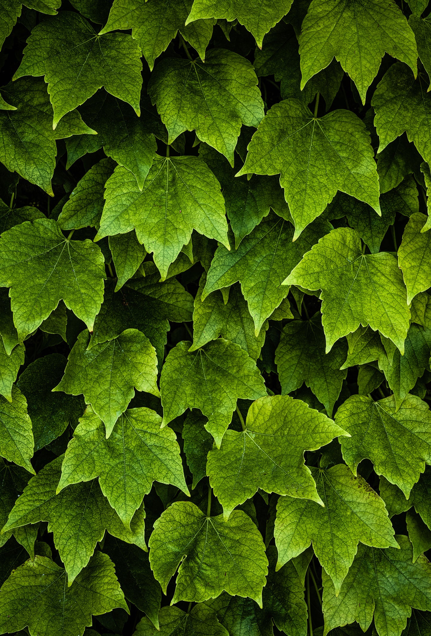 Ivy Dioxolane