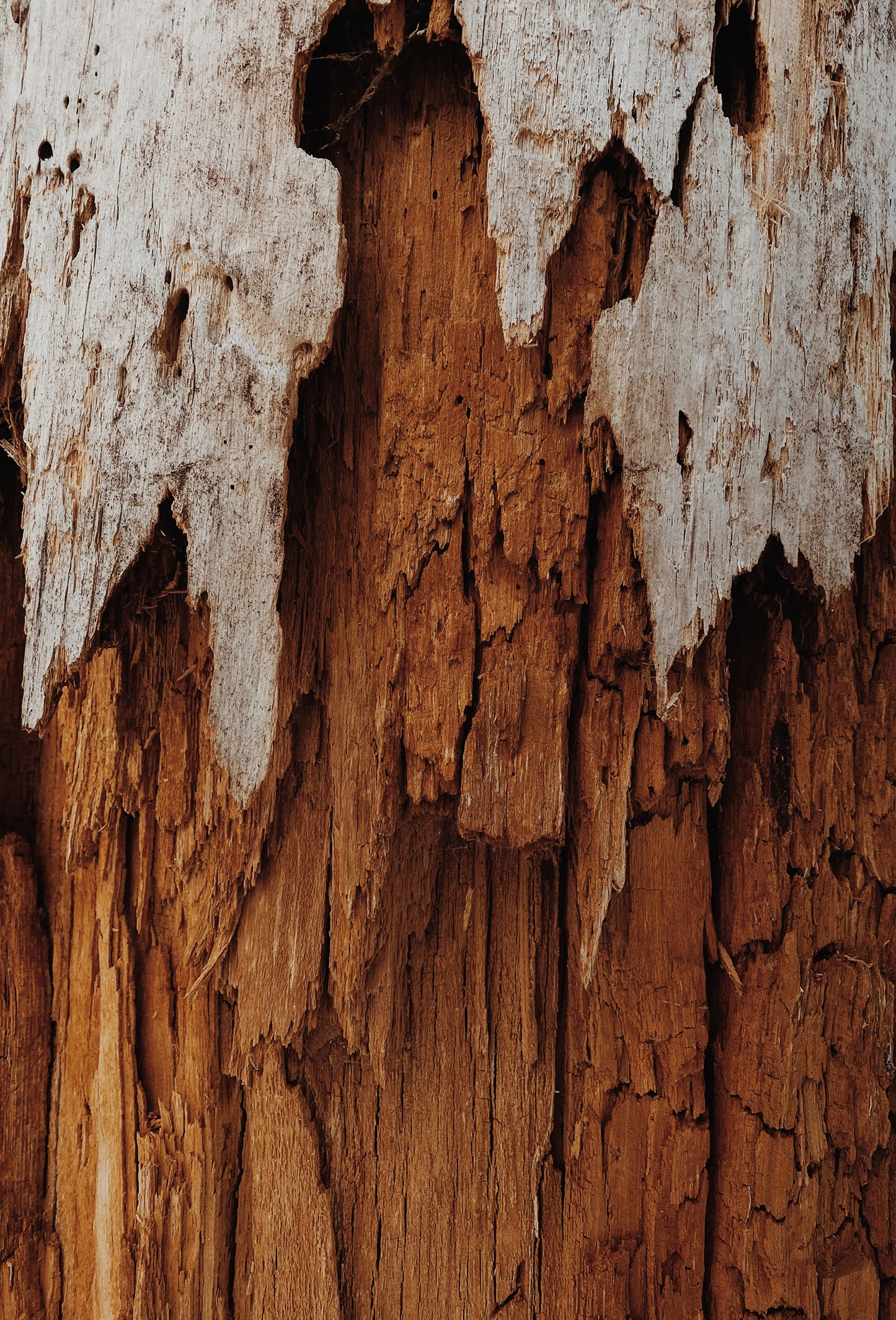 Agarwood Boya Oil