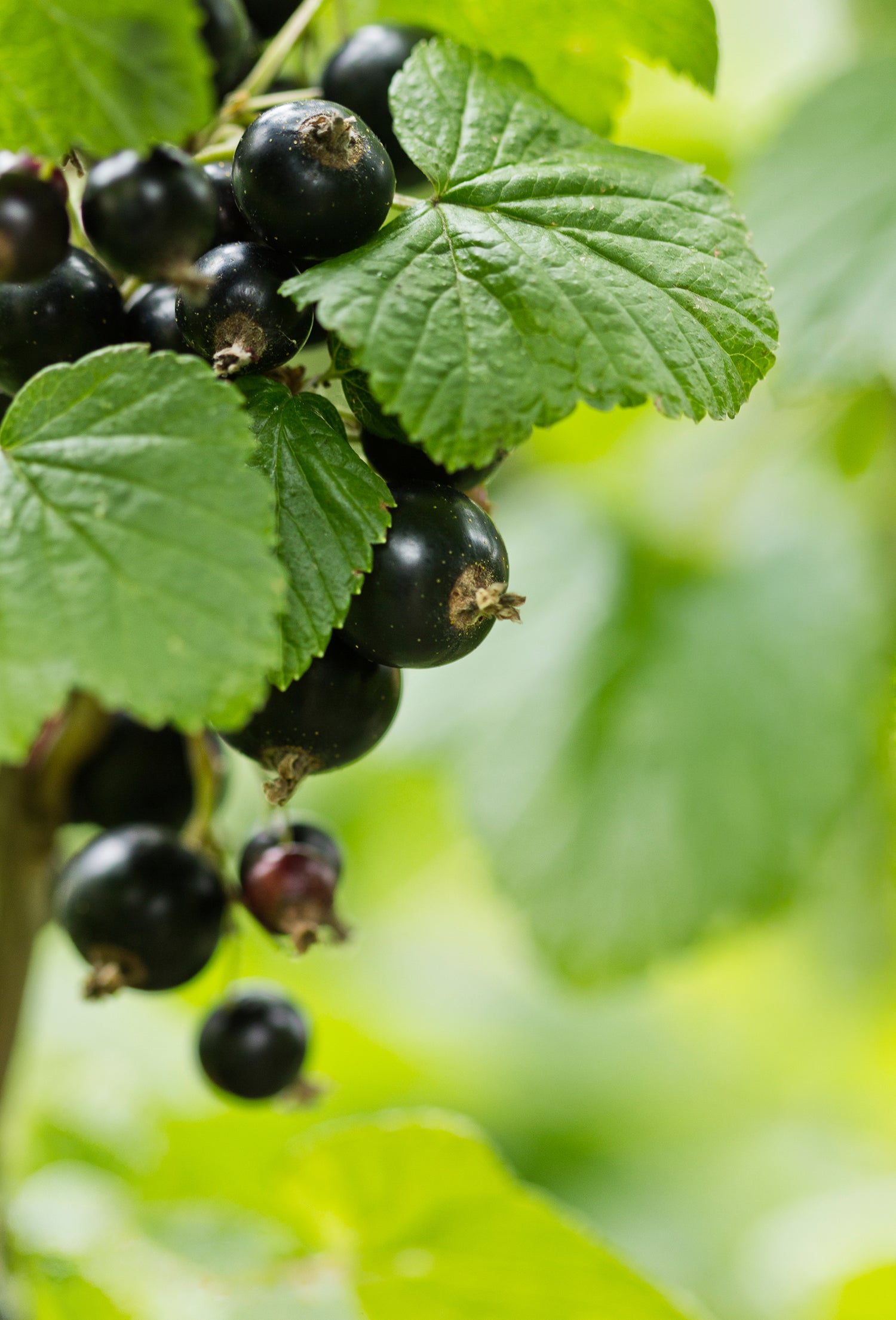 Feuille de Cassis