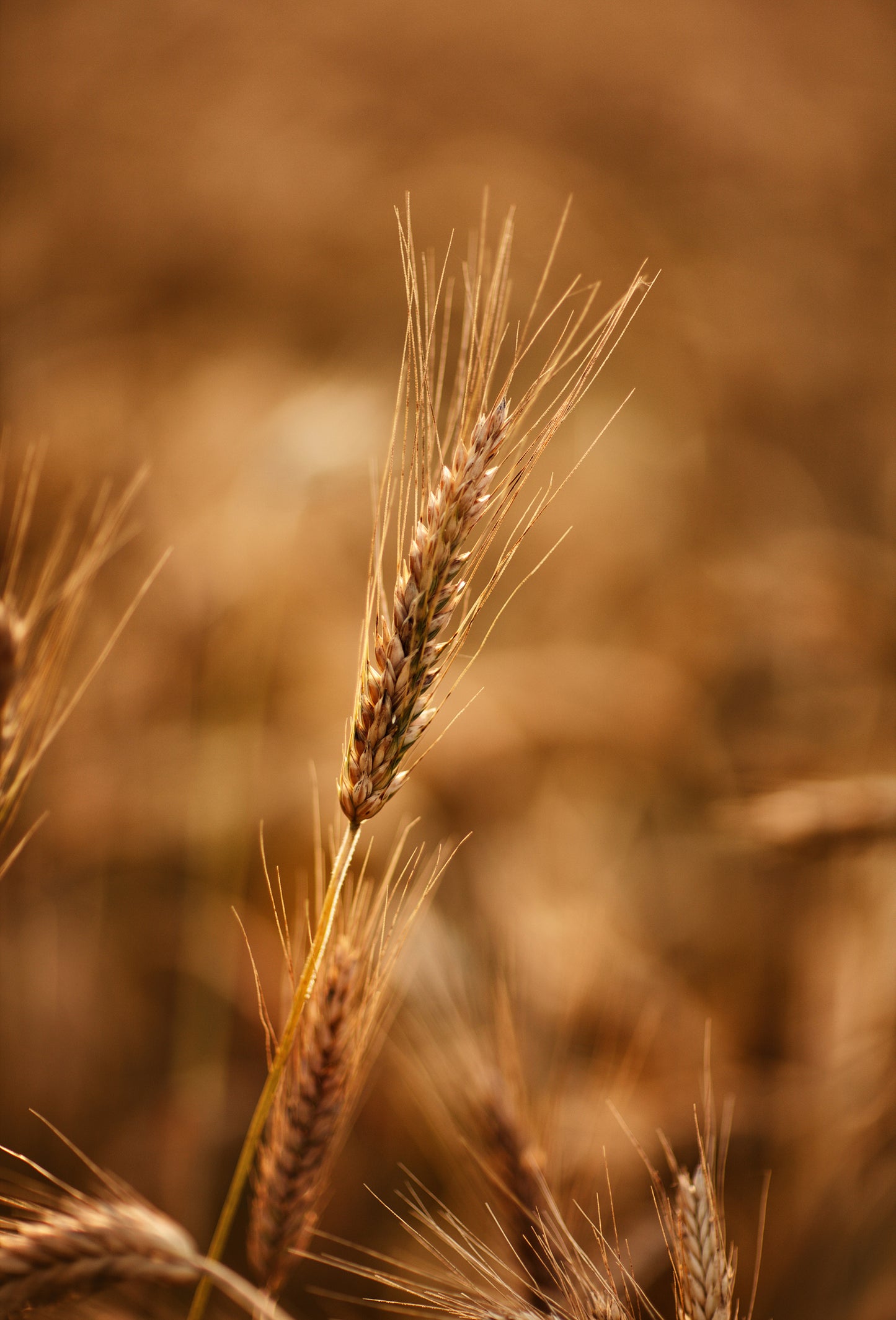 Roasted Barley Extract 40% ETH