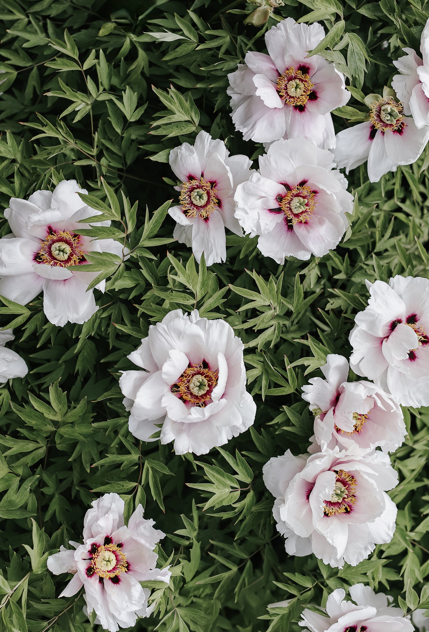 Cyclohexyl Ethyl Alcohol