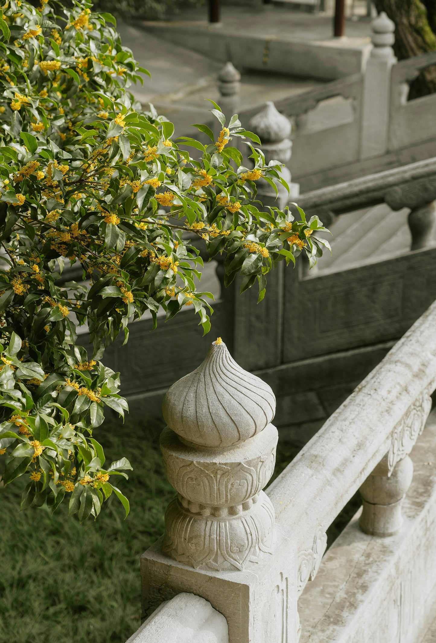 Osmanthus “Gold” Absolute