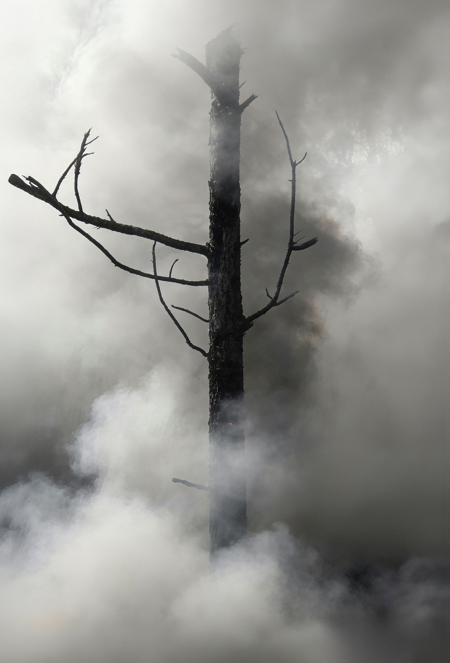 Birch Tar Oil, Purified