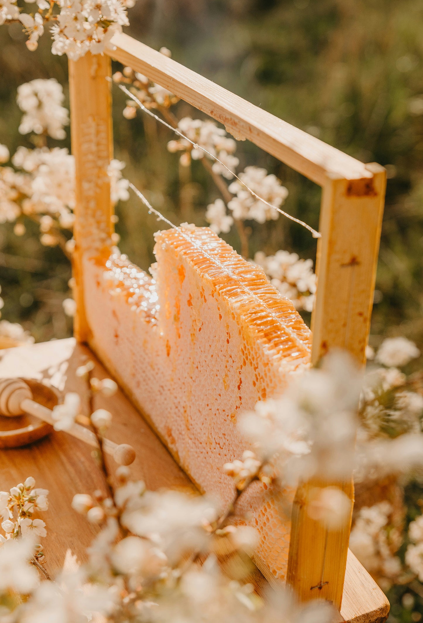 Honey Provence Firabs