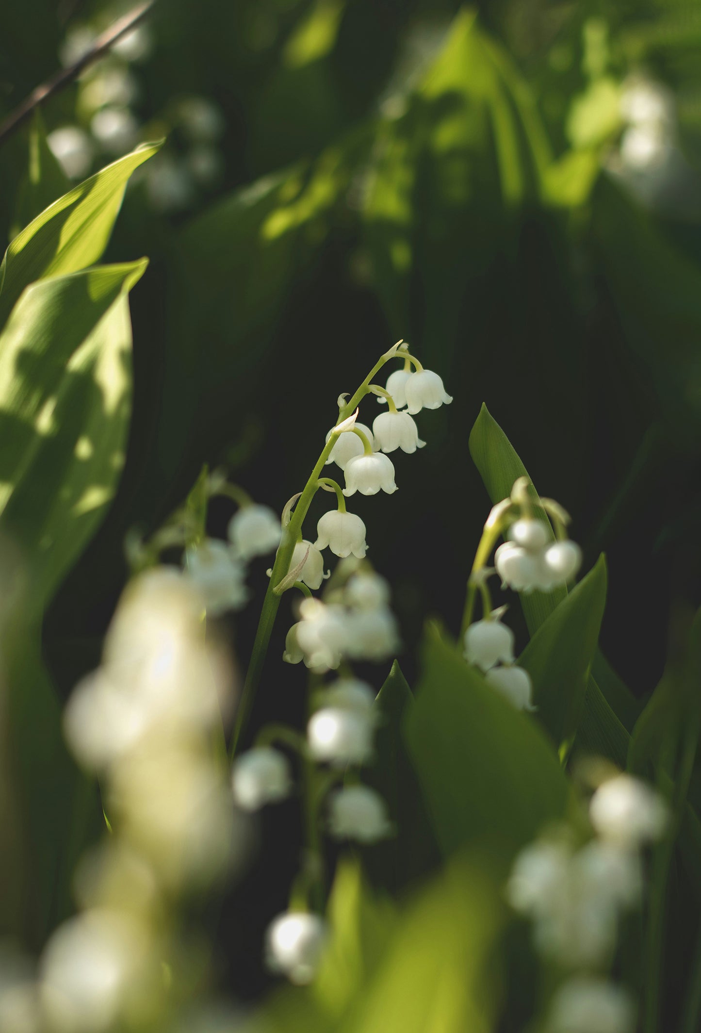 Muguet Chiris