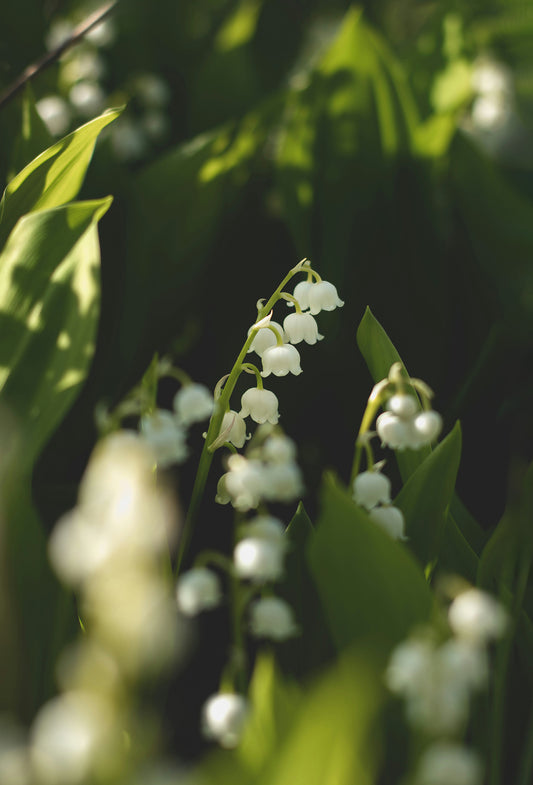 Muguet Chiris