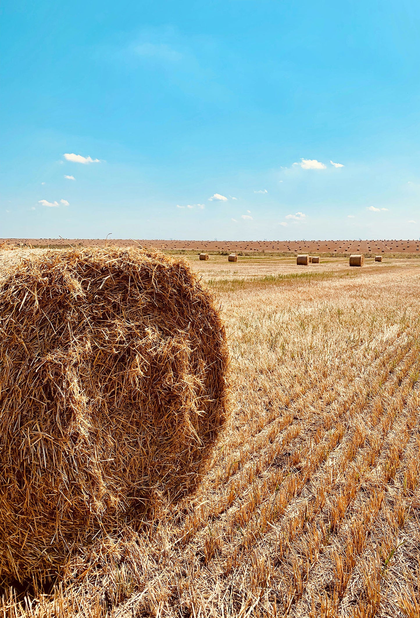 Dimethyl Hydroquinone