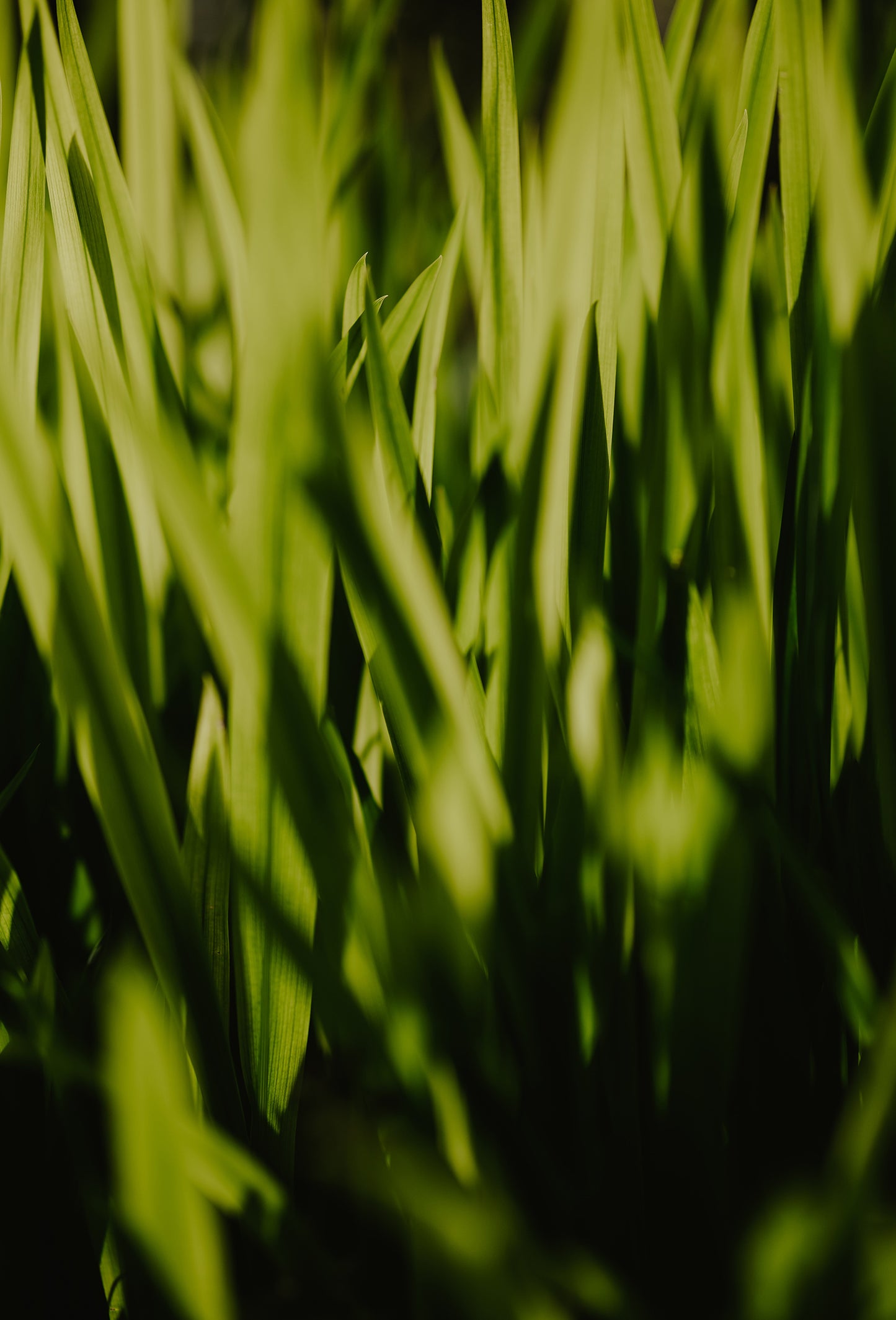 Vetiver Oil, Haiti