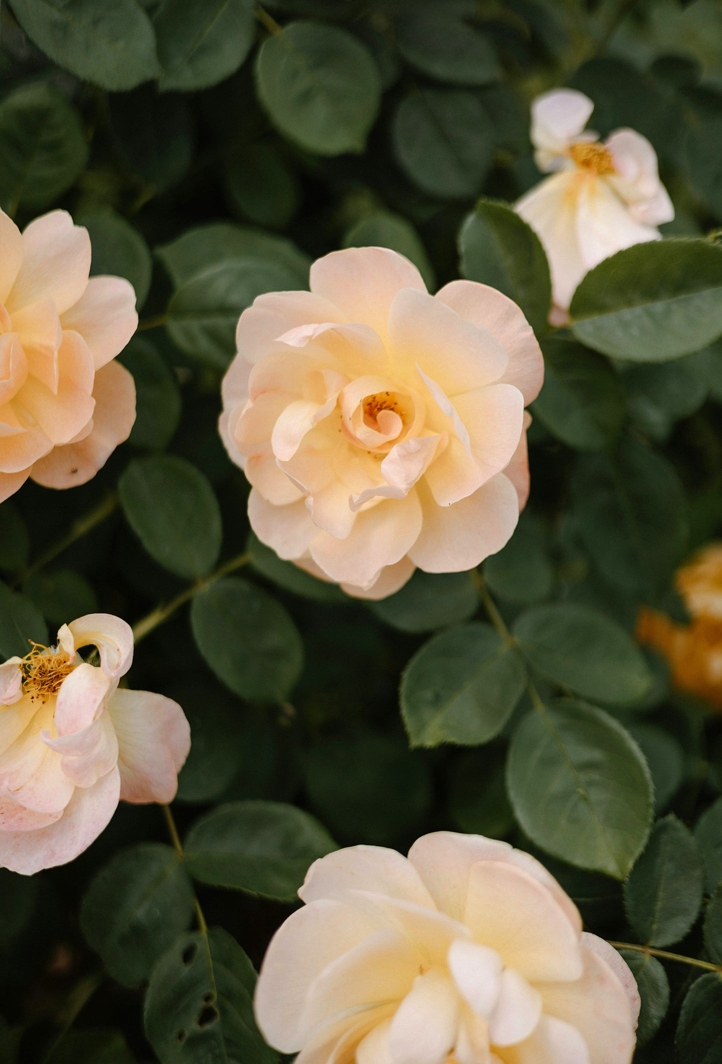 Phenyl Ethyl Isobutyrate