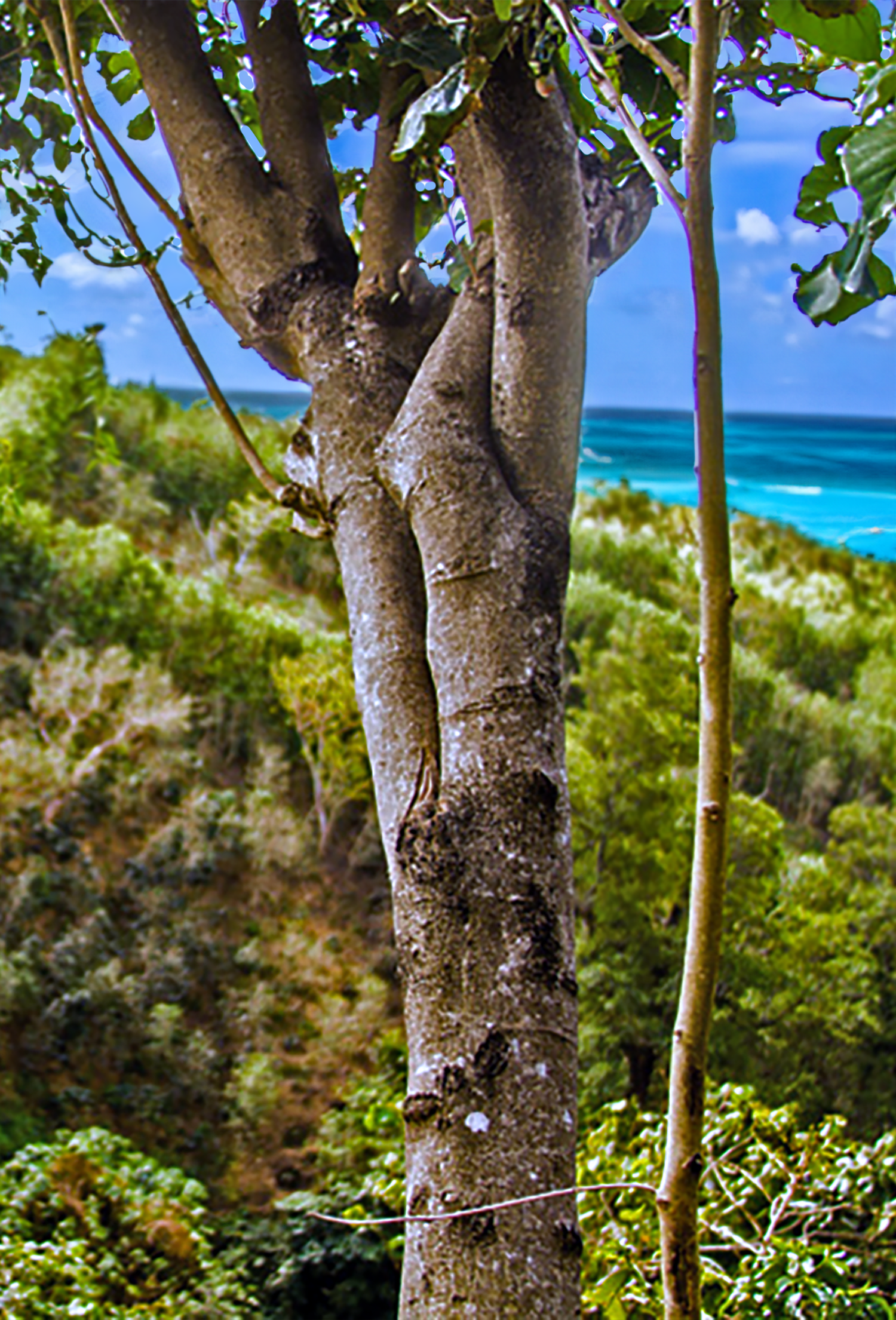 Cascarilla