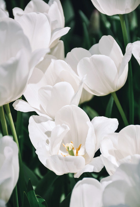 Florol®