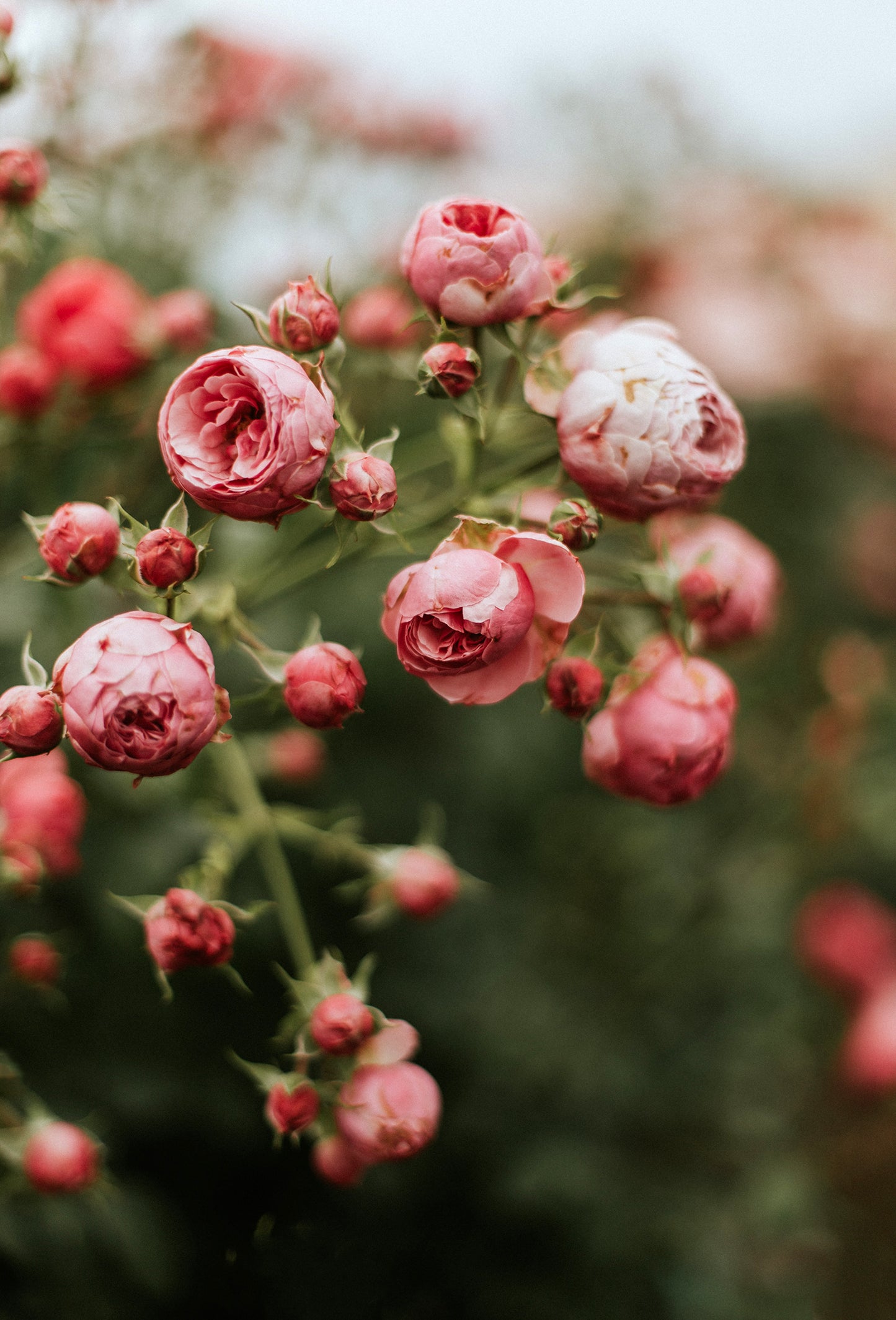 Rose Oil “Superior” Bulgaria