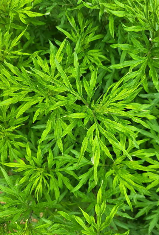 Davana Oil