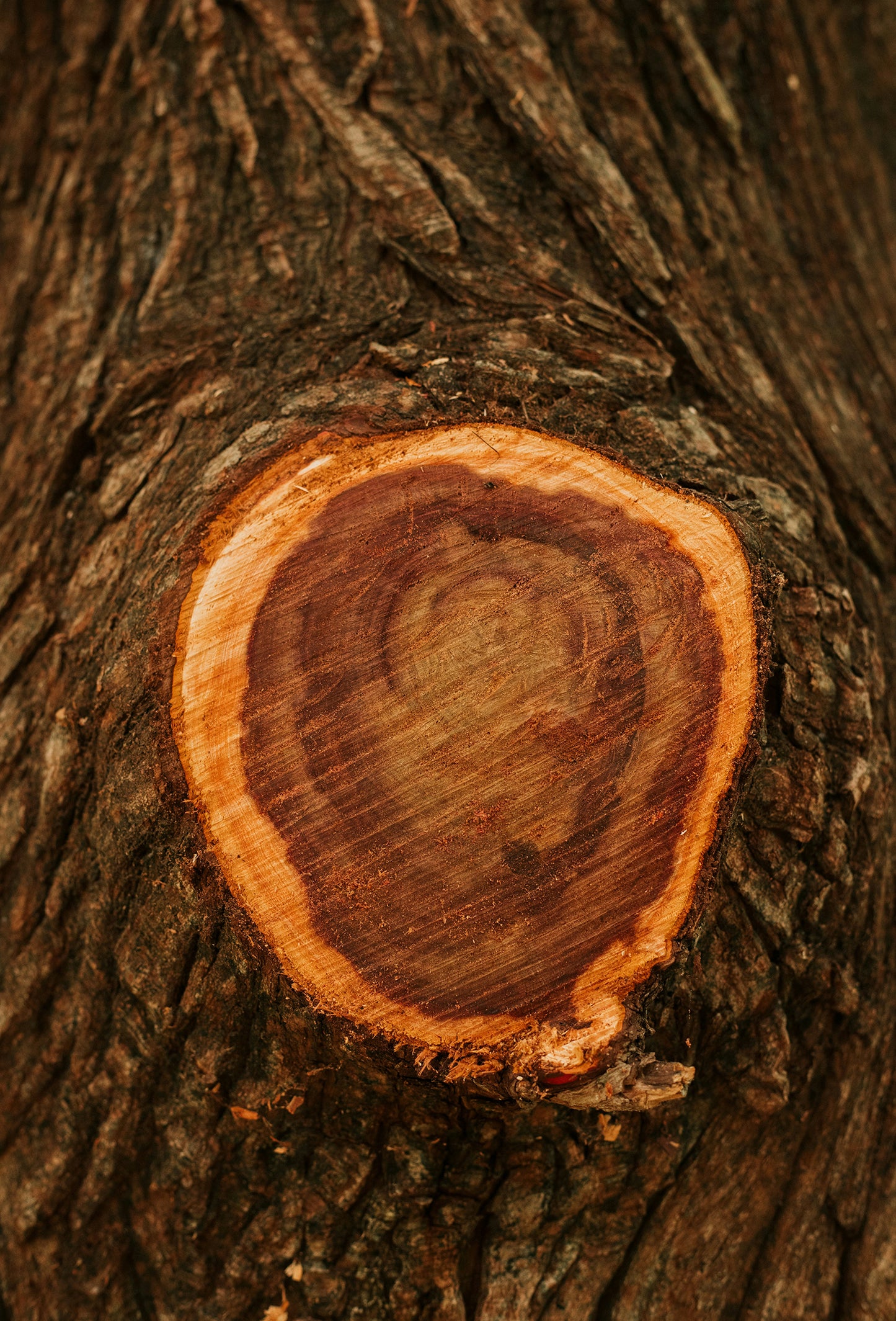 Blackwood Base 199939 RF17