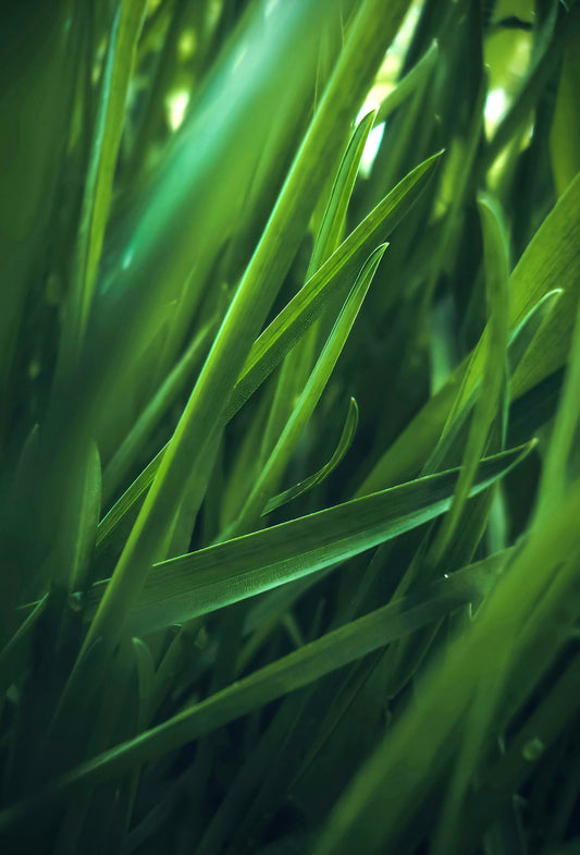 Cis-3-Hexenyl Acetate