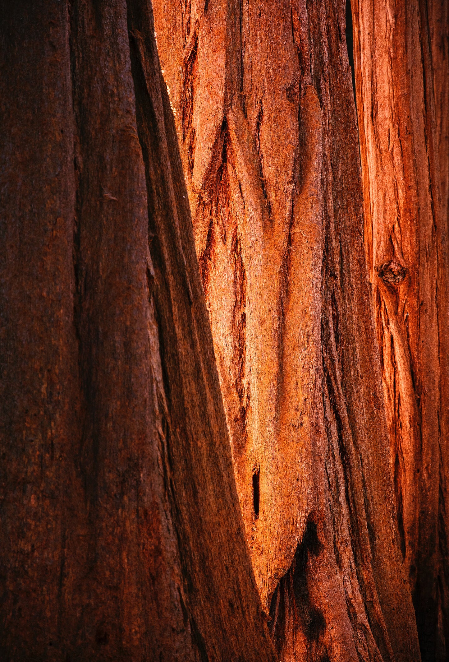 Dreamwood™ 184270B