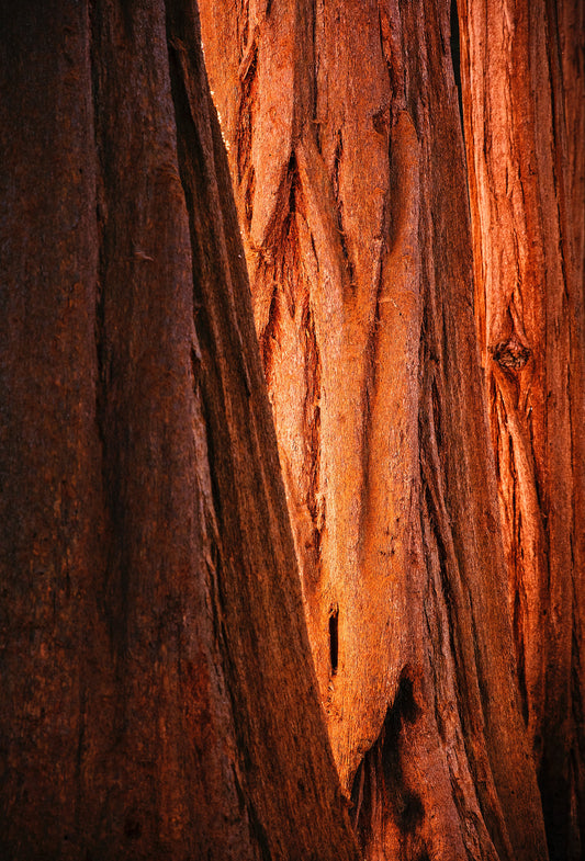 Dreamwood™ 184270B