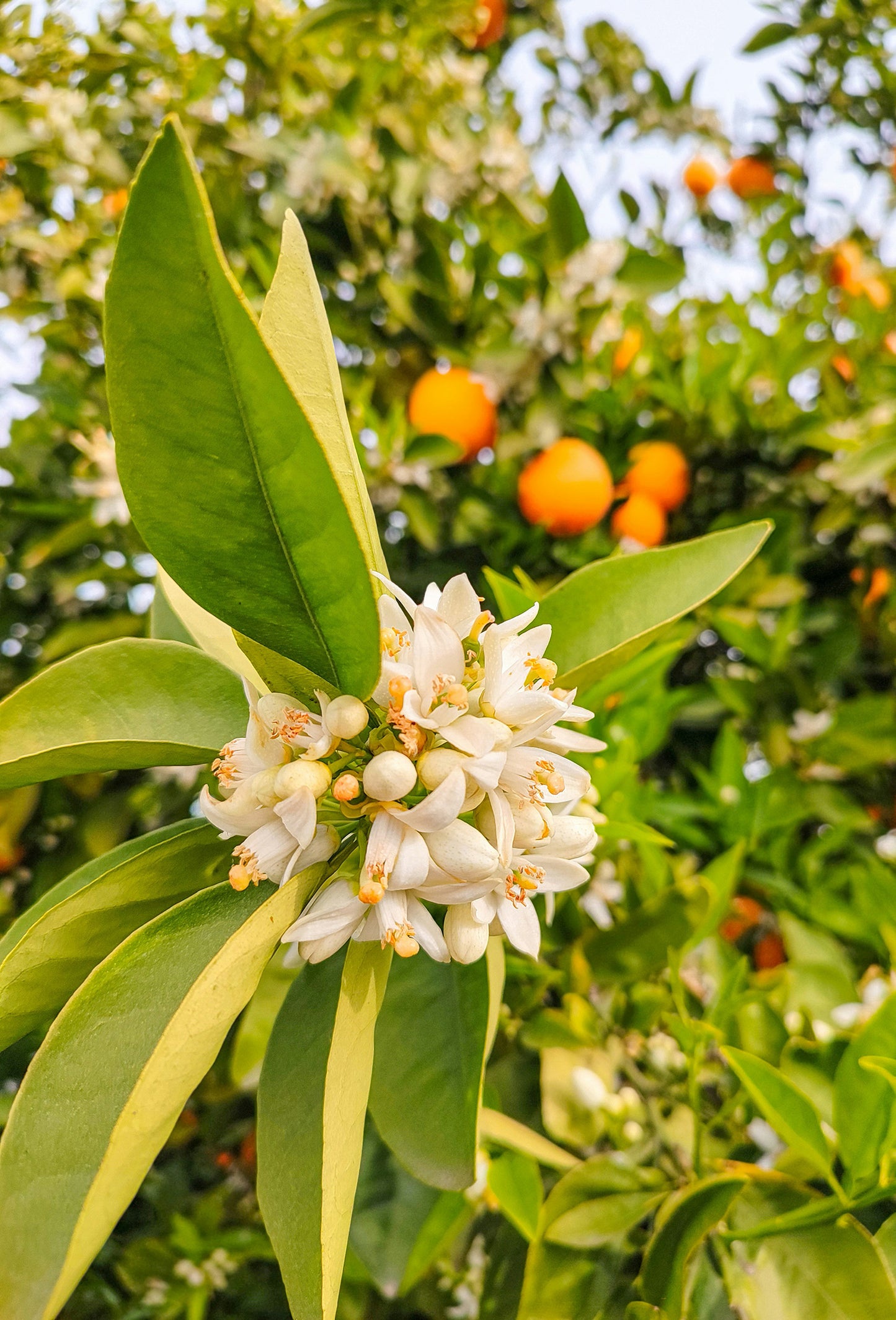Neroli Supreme