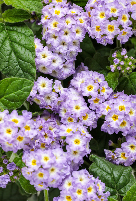 Heliotropin 20% DPG