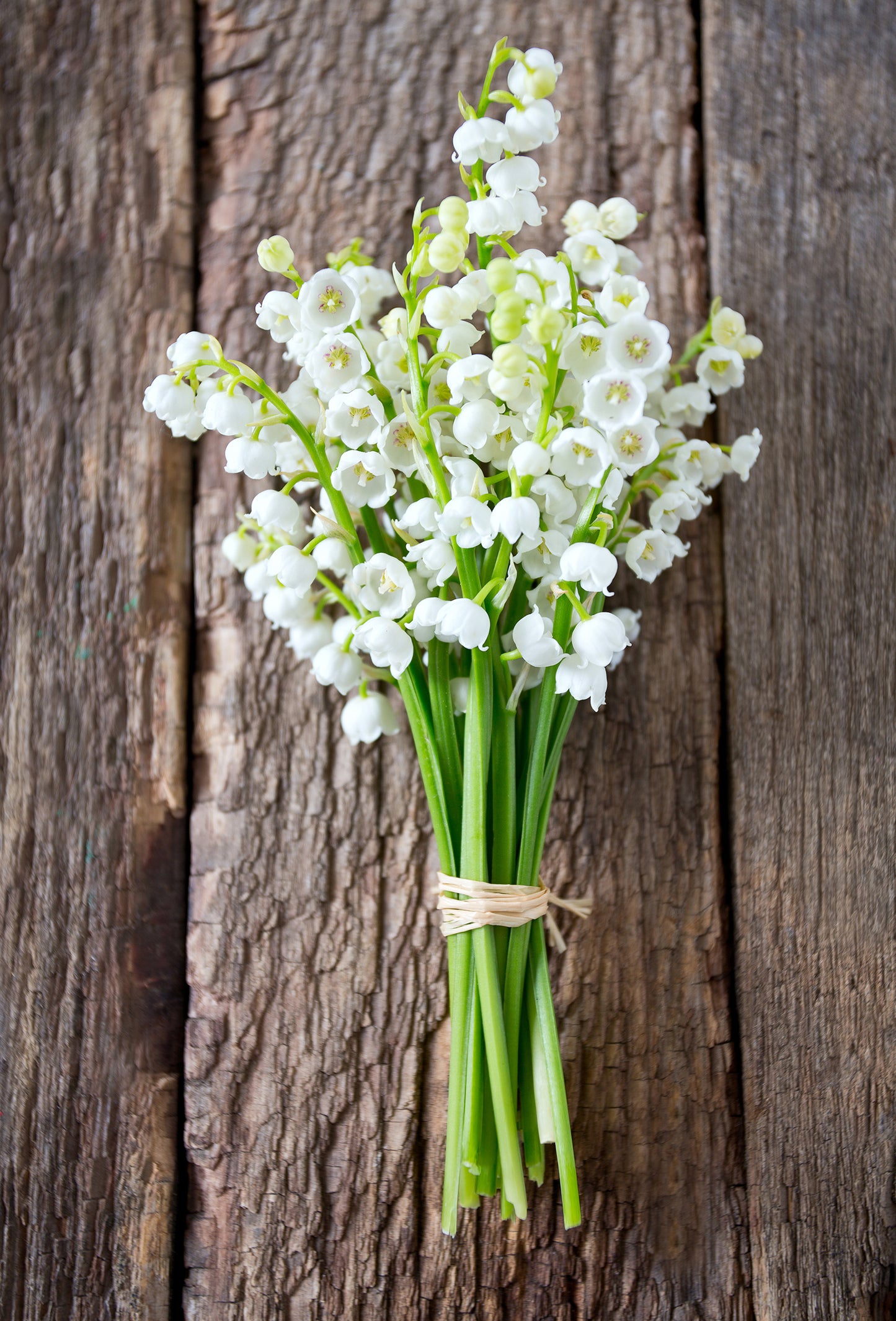 Muguet Weriguine