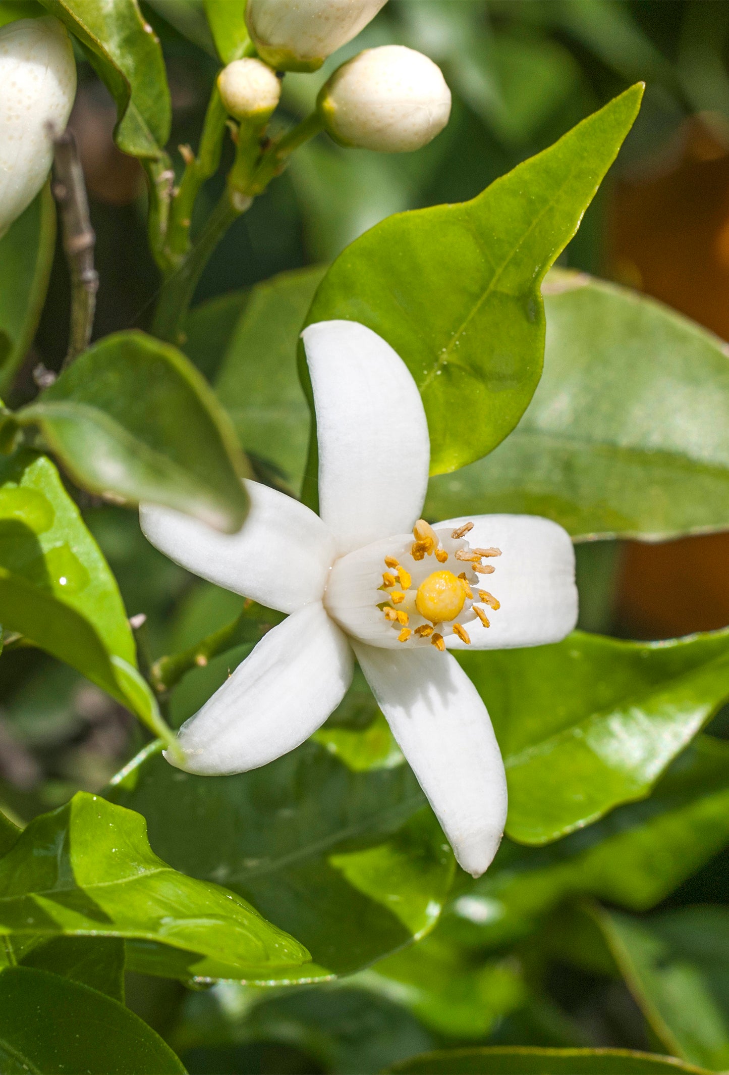 Orange Blossom Supreme