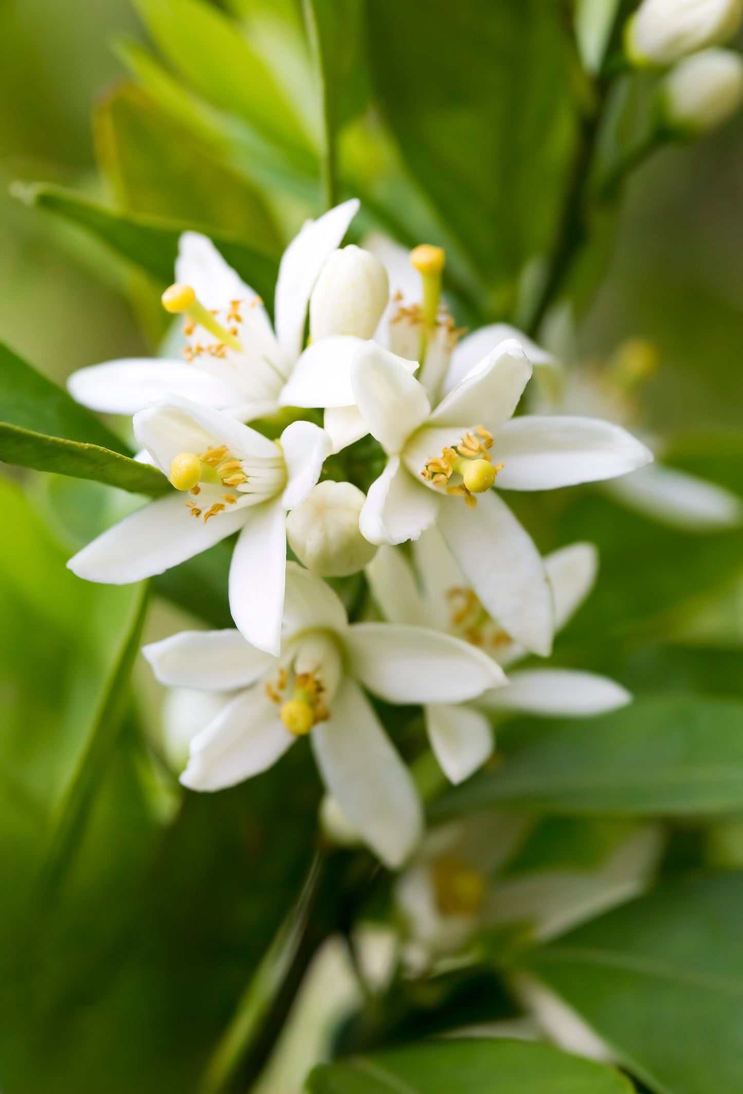 Neroli Supreme