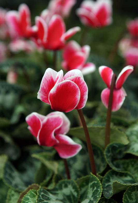 Cyclamen Aldehyde