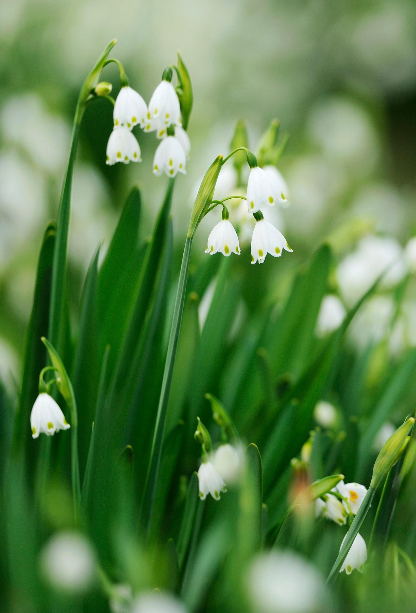 Muguet 16