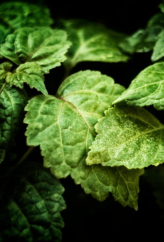 Patchouli Dark PA30