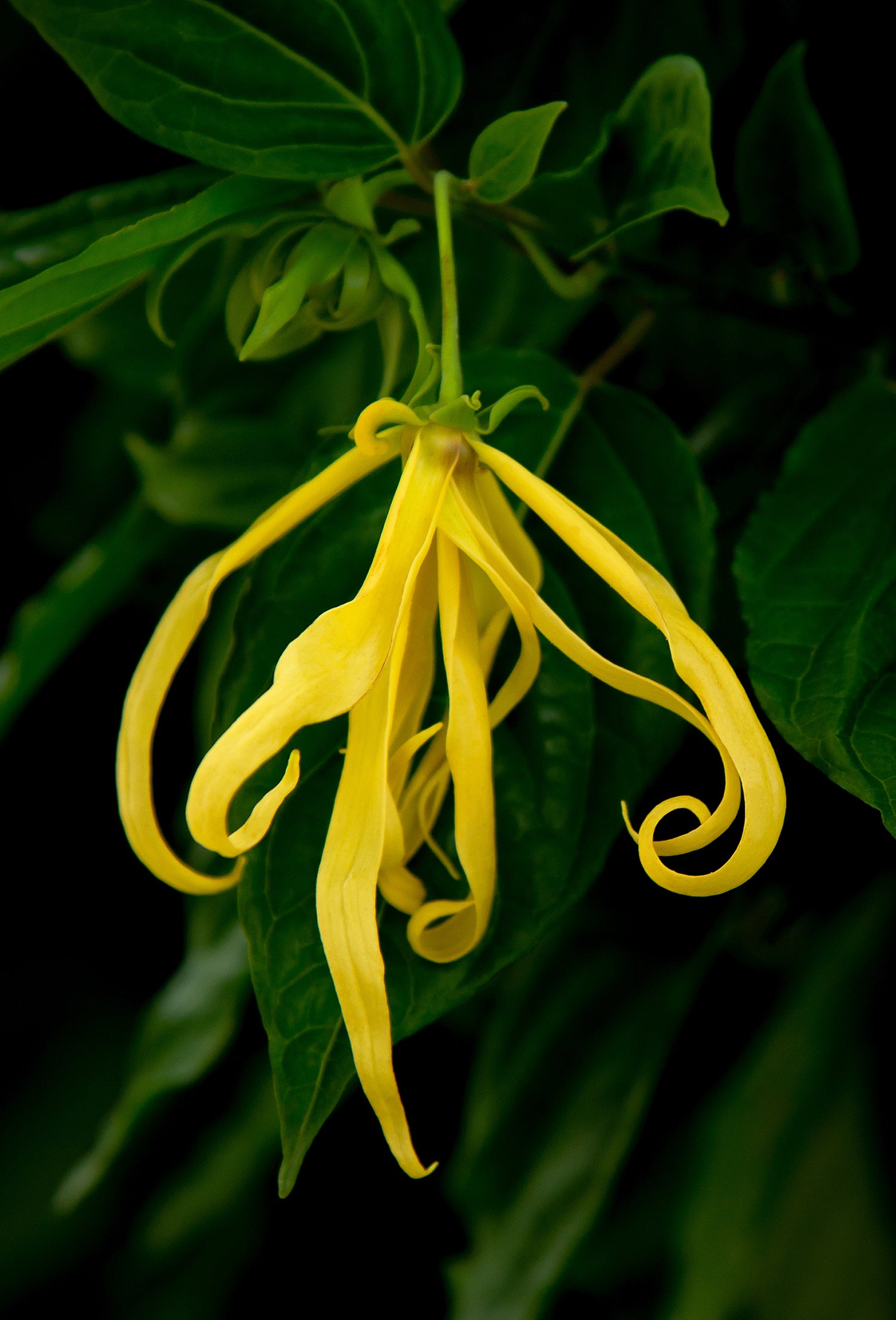 Ylang-Ylang Extra Oil, Org