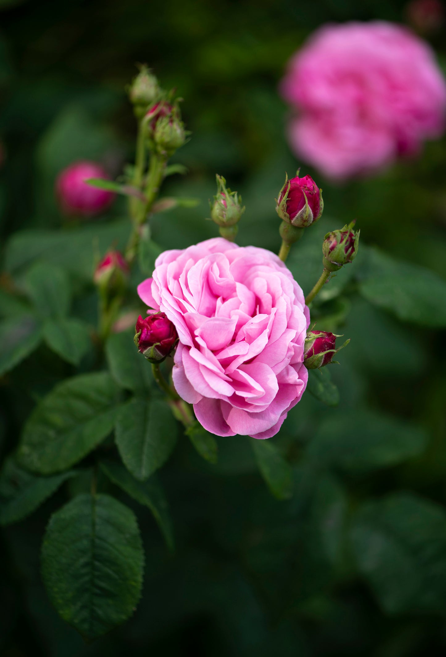 Rose Absolute, Value