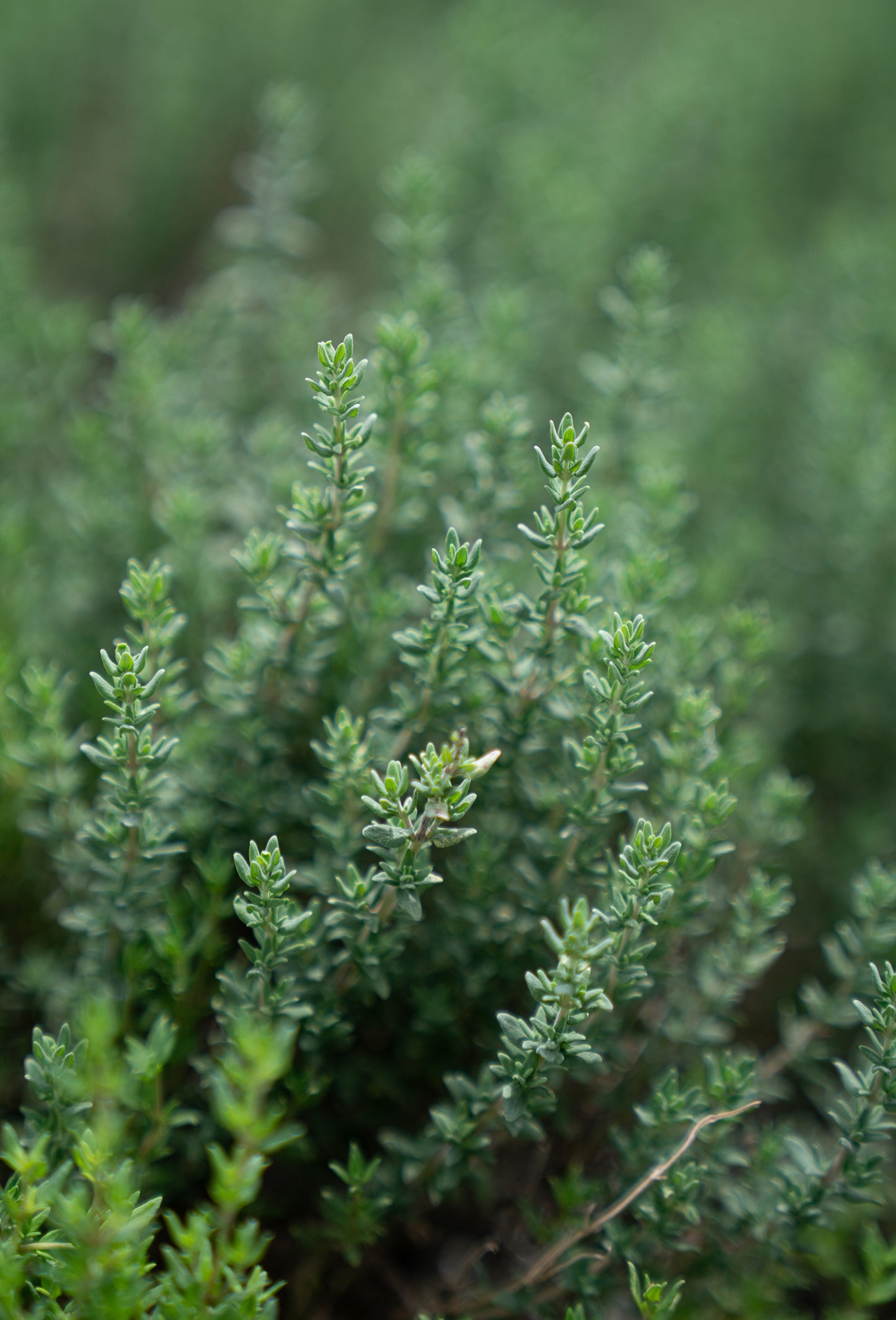 Terpinene Gamma